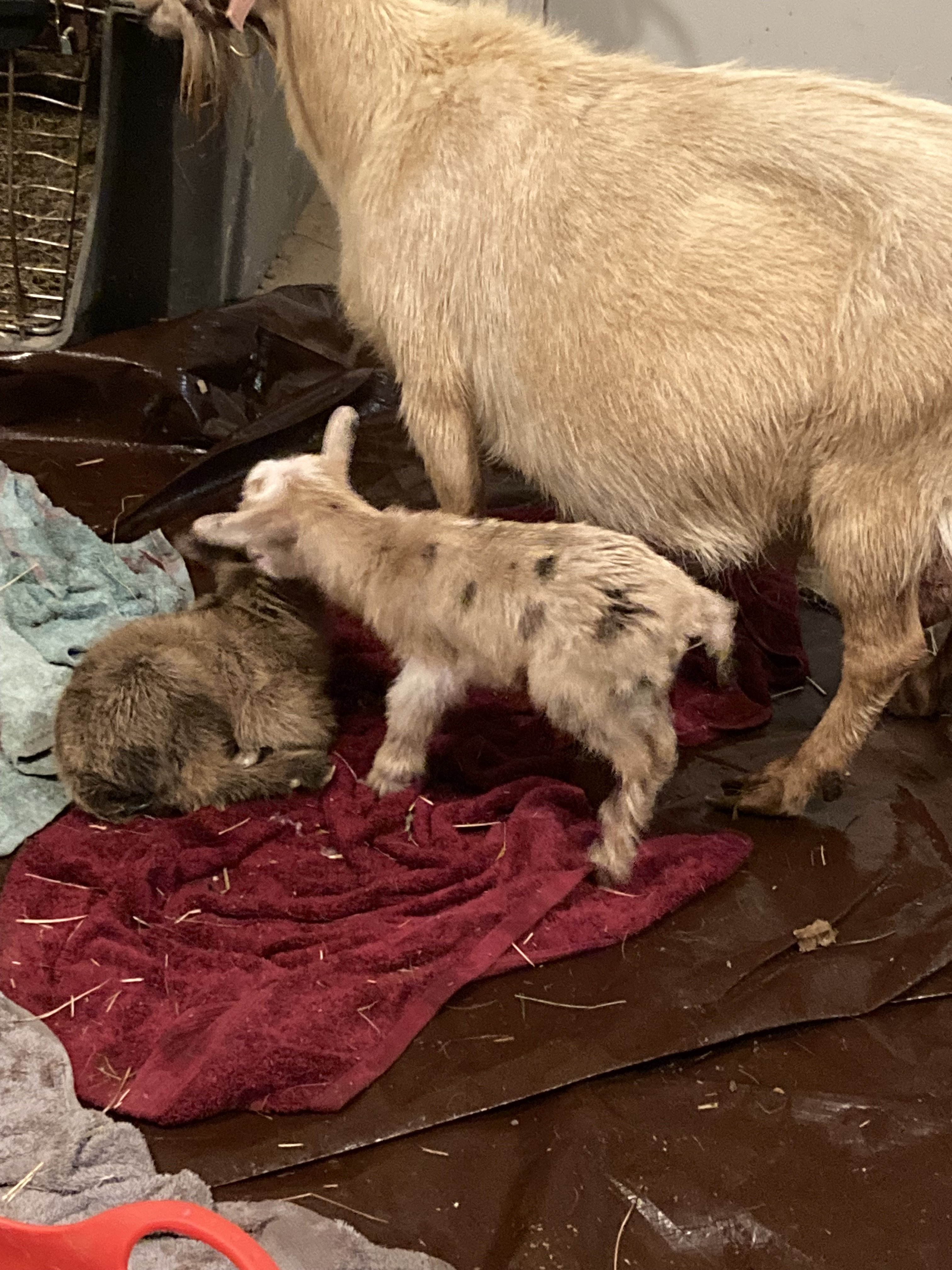 Goat Thread Baby goats! | Soapmaking Forum - Soap & Candle Forums
